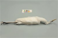 中白鷺藏品圖，第4張